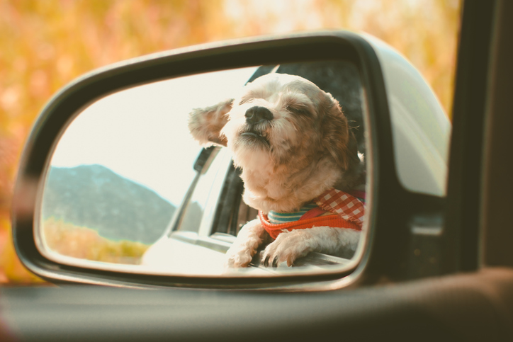 Safe Driving Tips when Traveling with a Dog