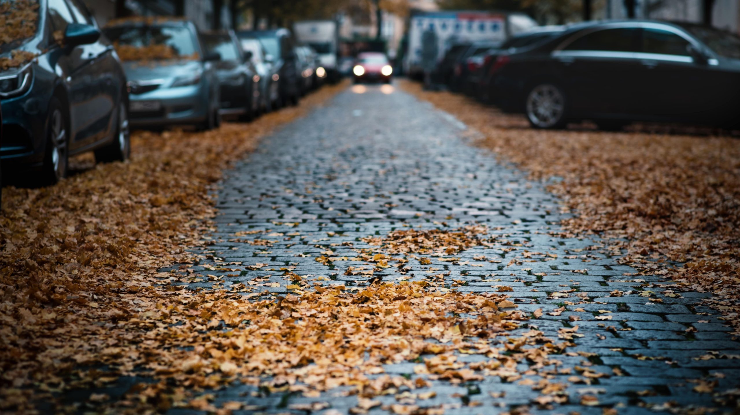 Can Falling Autumn Leaves Damage My Car?