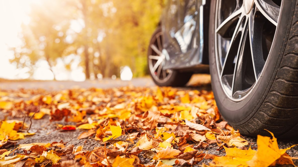 Can Leaves Damage Your Car?