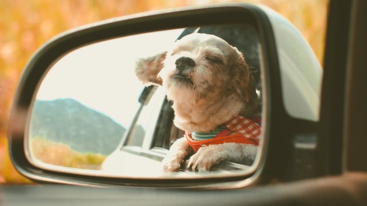 How Can I Safely Transport My Dog in the Car?