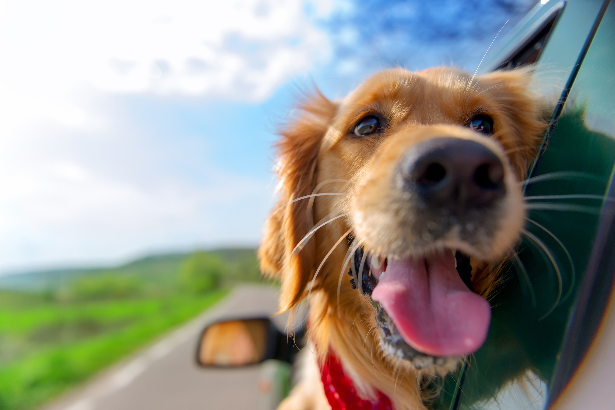 Keeping Pets Safe in Cars