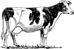 Holstein's Auto Body & Glass Logo
