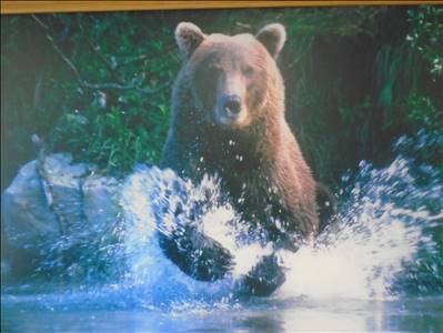 Denville Bear - Denville Logo